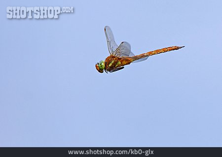 
                Dragonfly, Dragonfly, Green-eyed Hawker                   