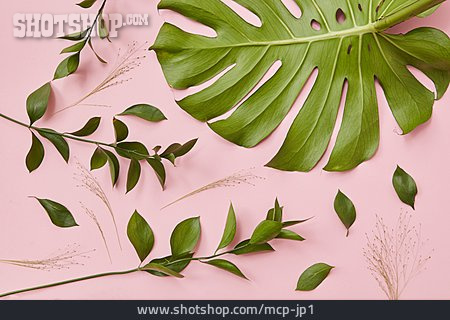 
                Formen, Pflanzenblatt                   