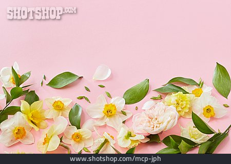 
                Textfreiraum, Blütenblätter, Blumendekoration                   