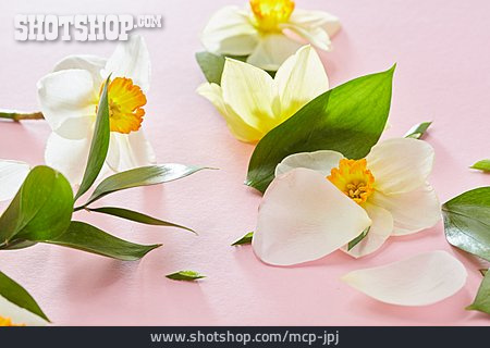 
                Osterglocke, Blüten, Floral                   