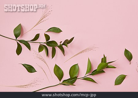 
                Gräser, Filigran, Pflanzenblatt                   