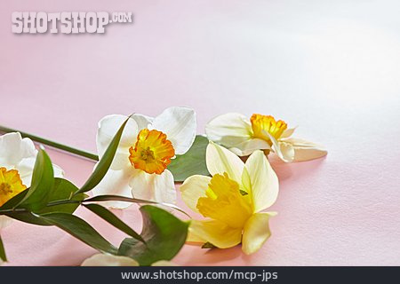 
                Osterglocke, Blumendekoration                   