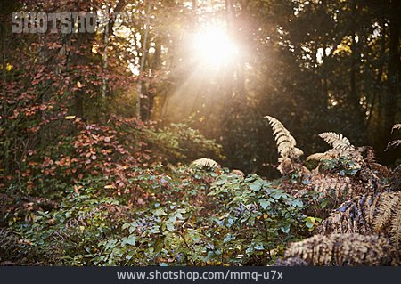 
                Sonnenlicht, Wald, Herbst                   
