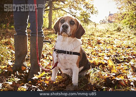 
                Beagle, Waldspaziergang, Gassi Gehen                   