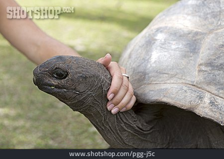 
                Bedrohte Tierart, Riesenschildkröte                   