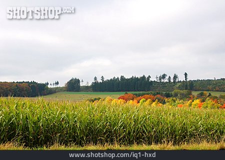 
                Landwirtschaft, Maisfeld, Hunsrück                   
