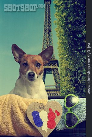 
                Hund, Jack Russell Terrier, Frankreich, Paris                   
