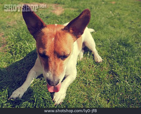 
                Hund, Jack Russell Terrier                   