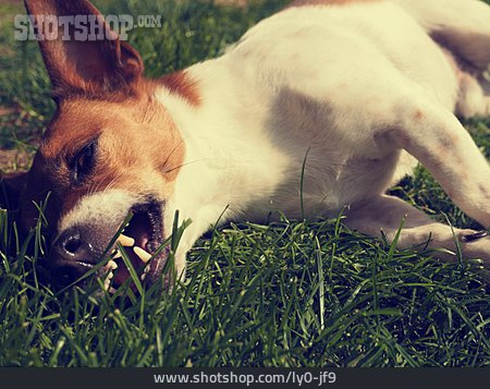 
                Hund, Jack Russell Terrier                   