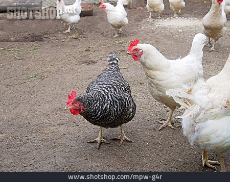 
                Geflügel, Hühner                   