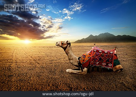 
                Wüste, ägypten, Kamel                   
