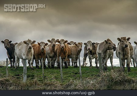 
                Kuhherde, Kühe, Viehwirtschaft                   