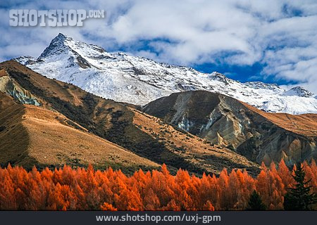 
                Gebirge, Neuseeland, Kiefern                   