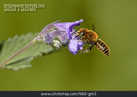 
                Biene, Mauerbiene                   