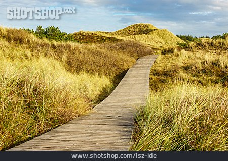 
                Footpath, Dune, Marram Grass                   