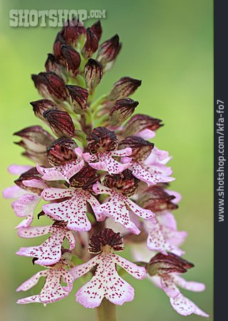 
                Knabenkraut, Orchidee                   