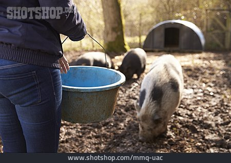 
                Füttern, Hausschwein, Schweinezucht                   