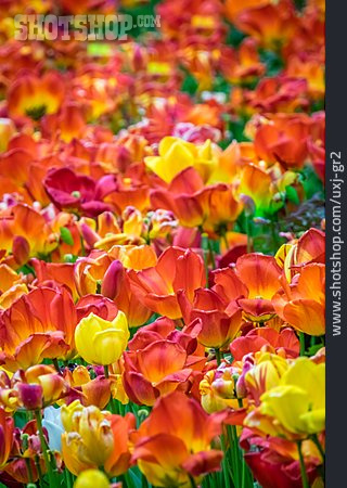 
                Tulpen, Tulpenfeld, Blumenteppich                   