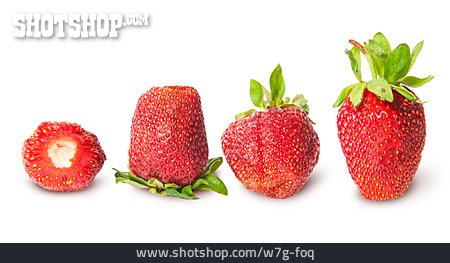 
                Erdbeere, Größenverhältnis                   