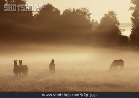 
                Silhouette, Pferde, Morgensonne                   