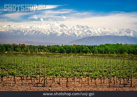 
                Weinanbau, Argentinien                   