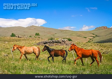 
                Pferde, Argentinien, Mustang                   