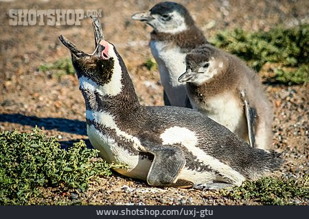 
                Magellanpinguin, Punta Tombo, Tierschutzreservat                   