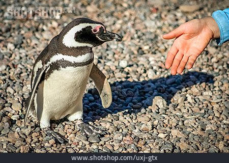 
                Pinguin, Neugierig, Kontakt, Begrüßung, Mensch                   
