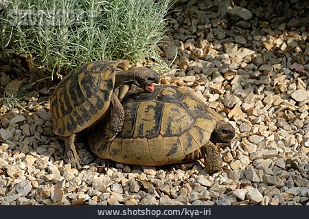 
                Paarung, Griechische Landschildkröte                   