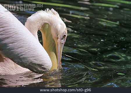 
                White Pelican, Foraging                   