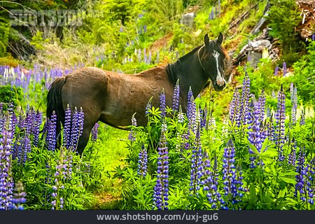 
                Pferd, Patagonien, Mustang                   