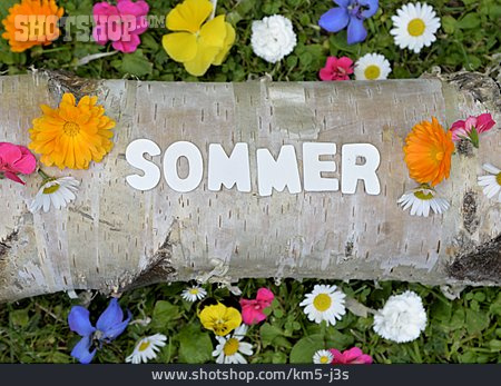 
                Blumen, Sommer, Birkenstamm                   