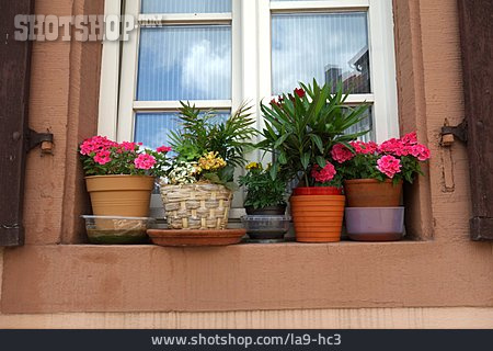 
                Fenster, Blumentöpfe                   