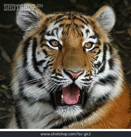
                Sumatra-tiger                   