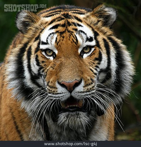 
                Tiger                   