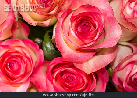 
                Rose, Rosenblüte, Rosenstrauß                   