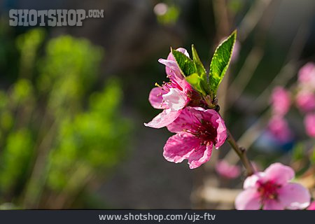
                Pfirsichblüte                   