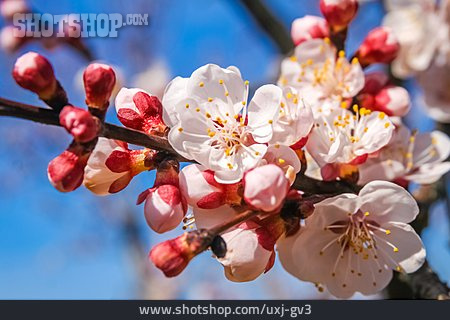 
                Cherry Blossom, Cherry Branch                   