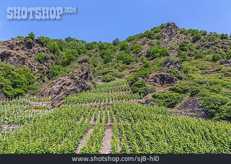 
                Weinbau, Weinberg, Weinanbaugebiet                   