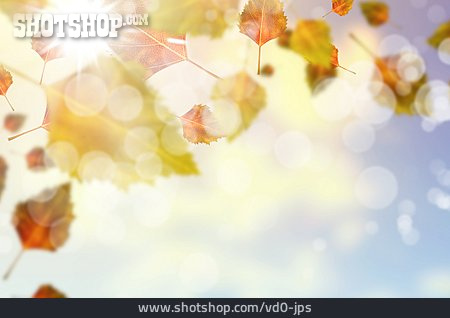 
                Gegenlicht, Herbstlich, Birkenblatt                   