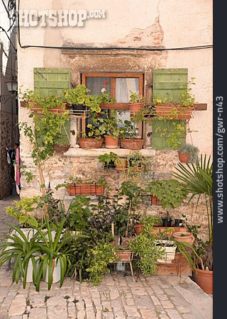 
                Pflanze, Fenster, Blumentopf                   