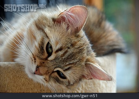 
                Katze, Sibirische Waldkatze                   