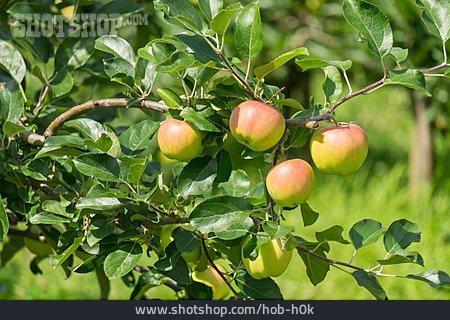 
                Apfelbaum, äpfel                   