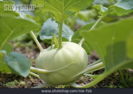 
                Kohlrabi                   