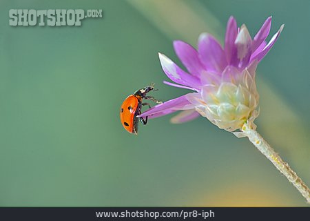 
                Ladybird                   