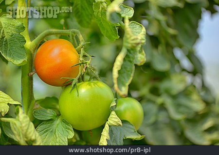 
                Tomatenpflanze                   