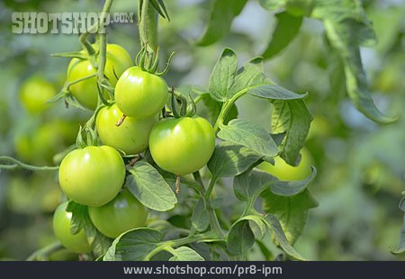 
                Unreif, Tomatenpflanze                   