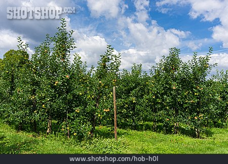 
                Obstanbau, Apfelplantage                   
