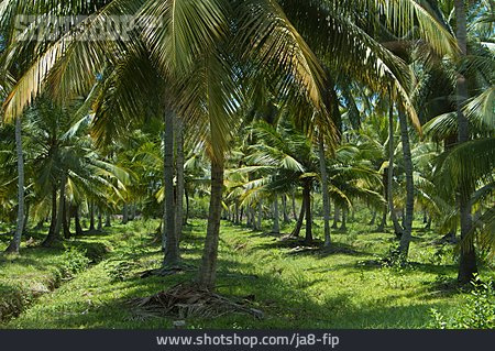 
                Palmen, Plantage, Kokospalme                   