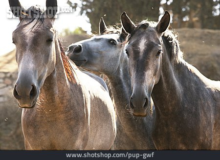 
                Pferde, Andalusier                   
